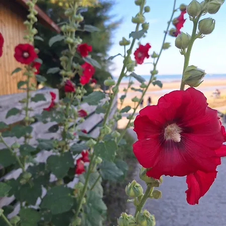 Les Tranquilles - Vue - 50m De La Dom wakacyjny Saint-Côme-de-Fresné