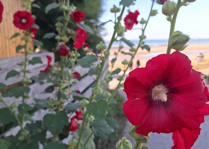 Les Tranquilles - Vue - 50m De La Semesterbostad Saint-Côme-de-Fresné